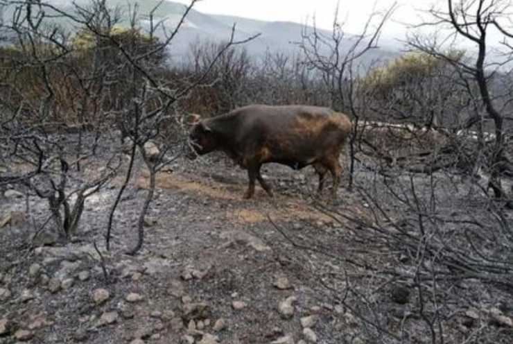 rogo doloso sardegna