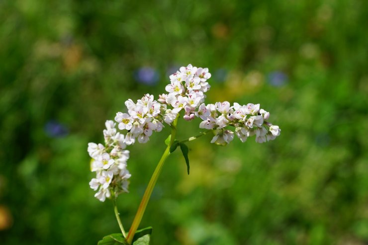 Fiore del grano saraceno