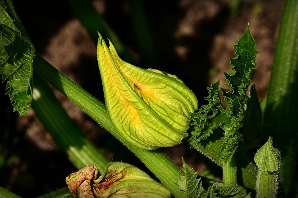 fiori di zucca