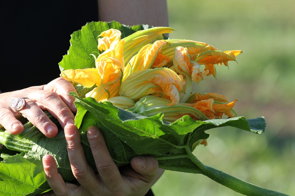 fiori di zucchina