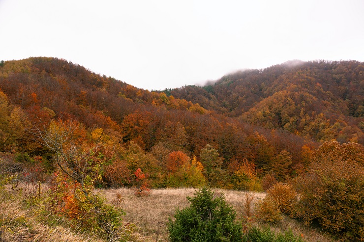 foliage toscana 