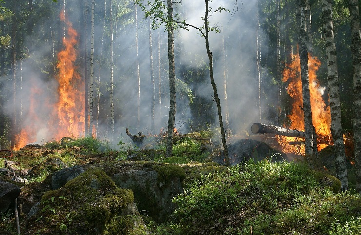 incendio bosco 