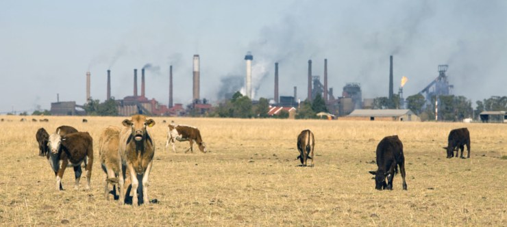 mucche e industria 