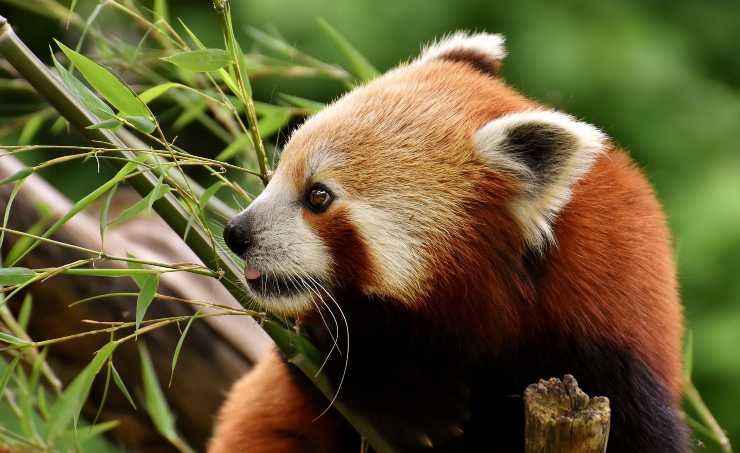 panda rosso