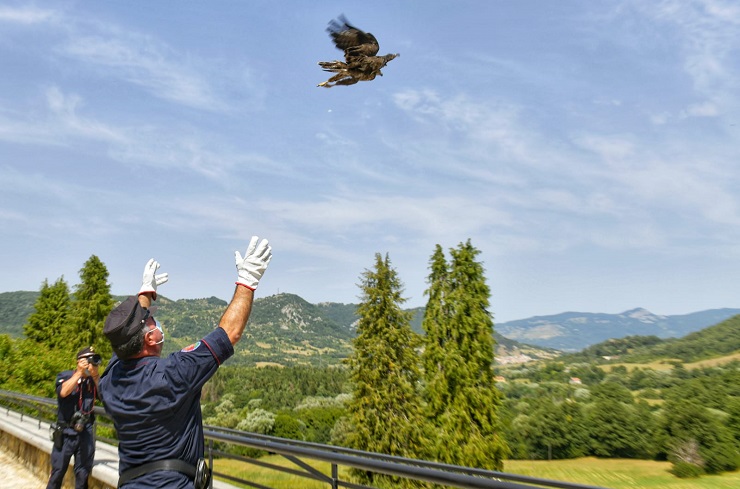 sentinelle biodiversità molise 