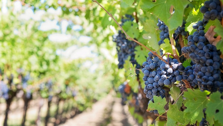 vino vendemmia italia