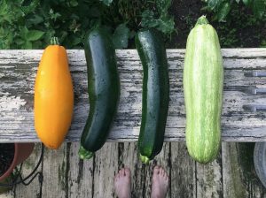 zucchine coltivazione