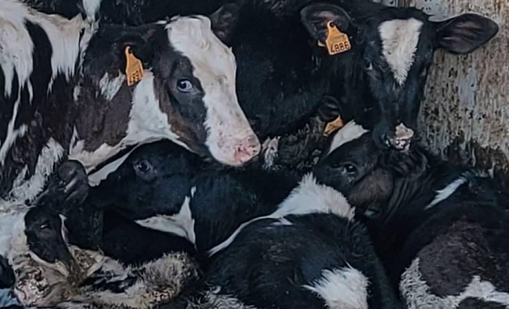 Mucche maltrattate - mucche ammassate nel recinto sporco - allevamento grana padano