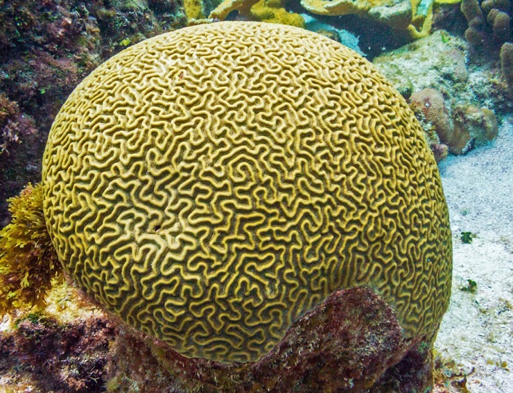 isola ecologica corallo maldive
