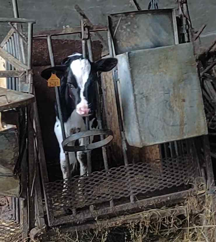 Vitelli appena nati rinchiusi - indagine grana padano