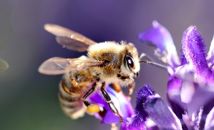 importanza delle api per l'ecosistema del pianeta, ape che impollina un fiore