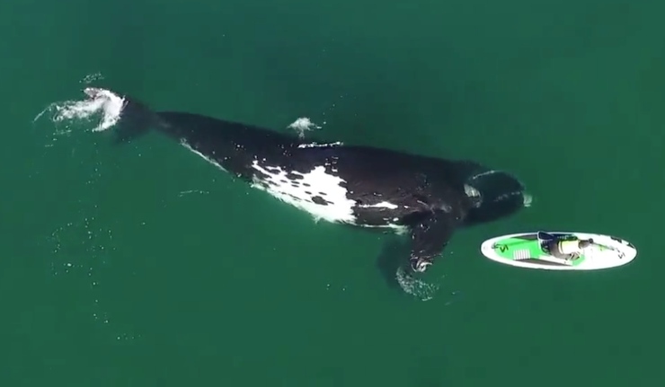 balena surfista