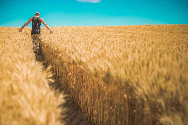 campo di grano