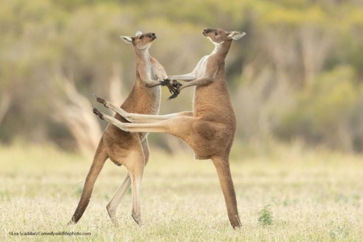 comedy wildlife awards