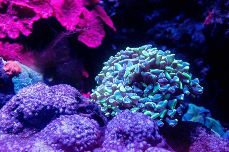 corallo bioluminescente