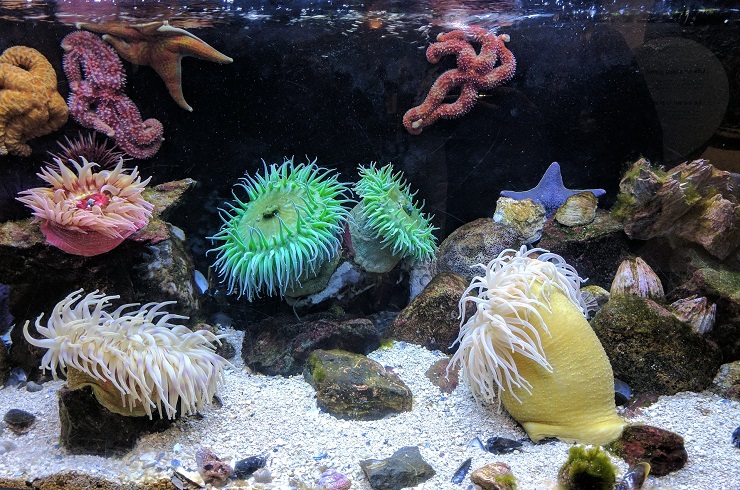 corallo mare