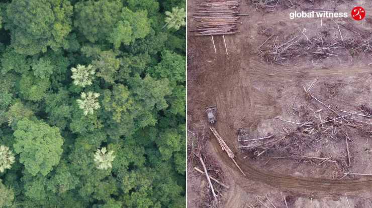 deforestazione global witness