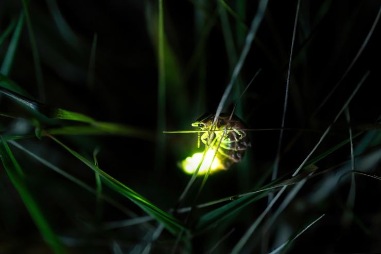 lucciola bioluminescenza