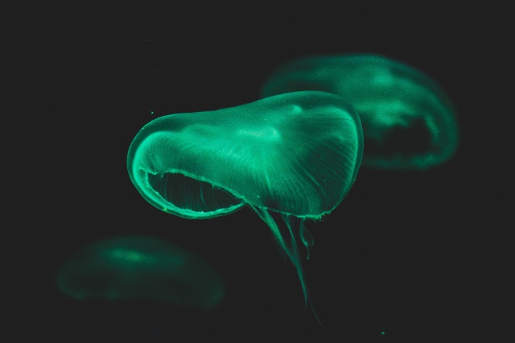 medusa bioluminescenza