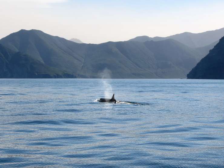 orca nel mare