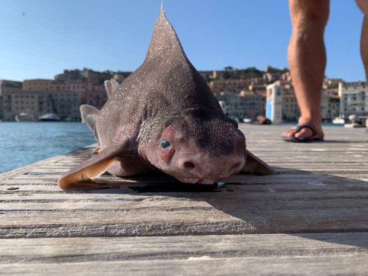 pesce porco isola d'elba