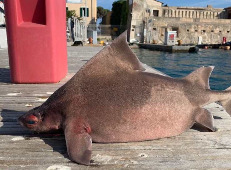 pesce porco isola d'elba