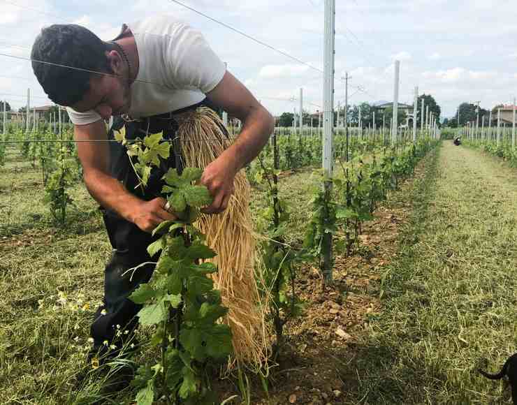 Applicazione dei laccetti in rafia