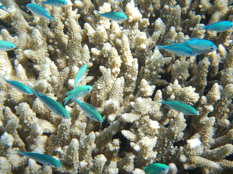 sbiancamento coralli 