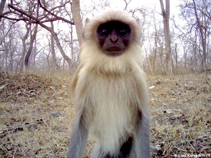 selfie scimmia india