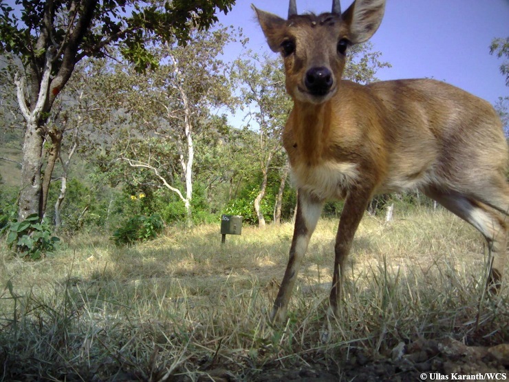 selfie antilope india