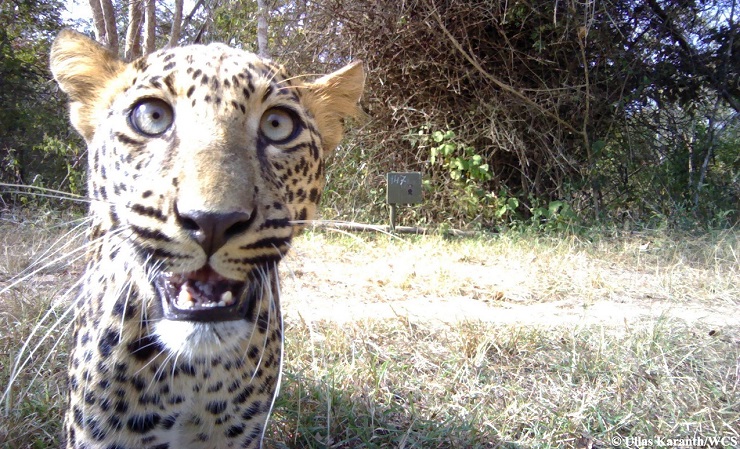 selfie leopardo ullas karanth WCS focus