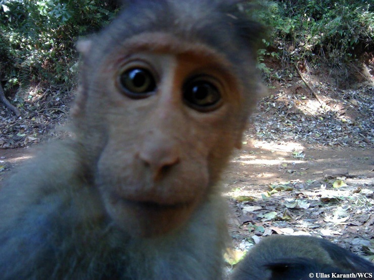 selfie macaco india