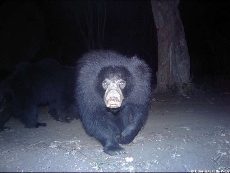 selfie orso india 