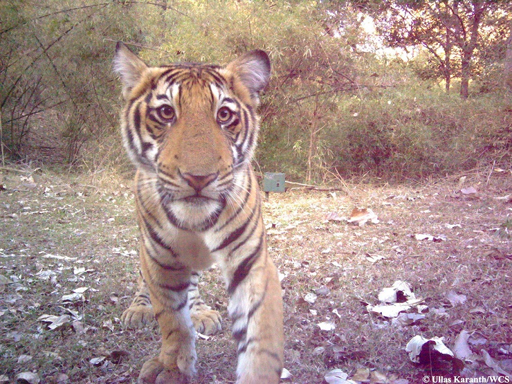 selfie tigre india