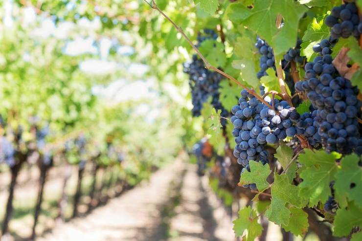 Il sugolo si prepara con l'uva nera