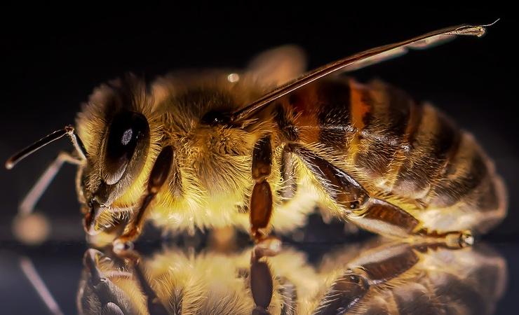 Le api creano soluzioni alternative per contrastare il cambiamento climatico
