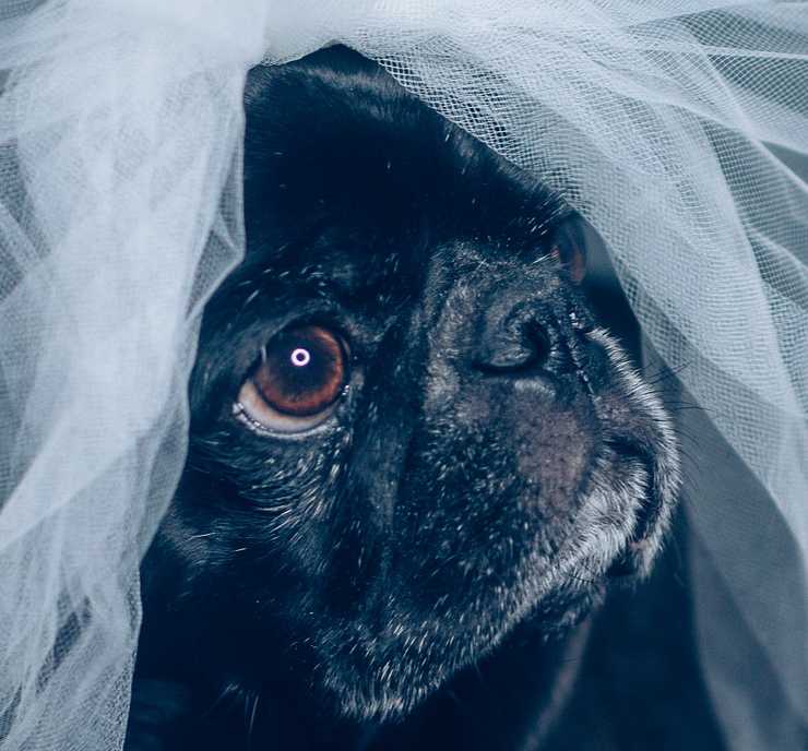 Matrimonio e amici a quattro zampe: 5 consigli utili agli amanti dei cani
