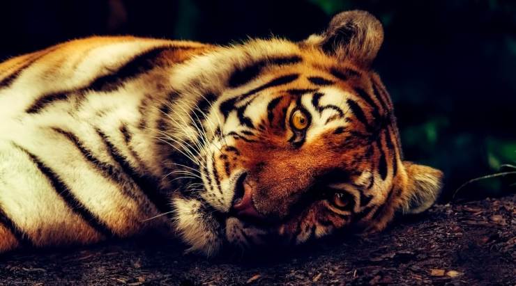 TIGRE