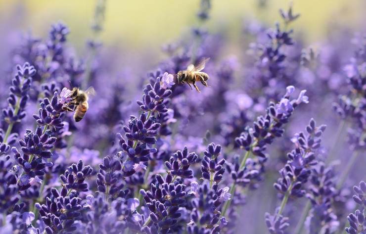 api e lavanda