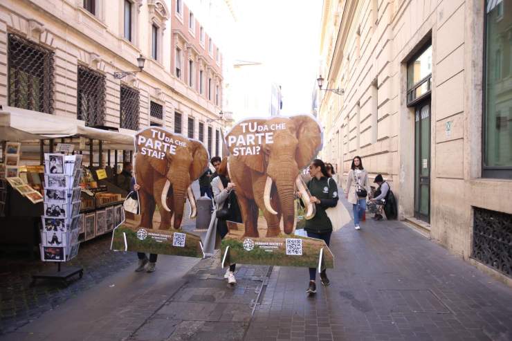 attivisti roma elefanti 