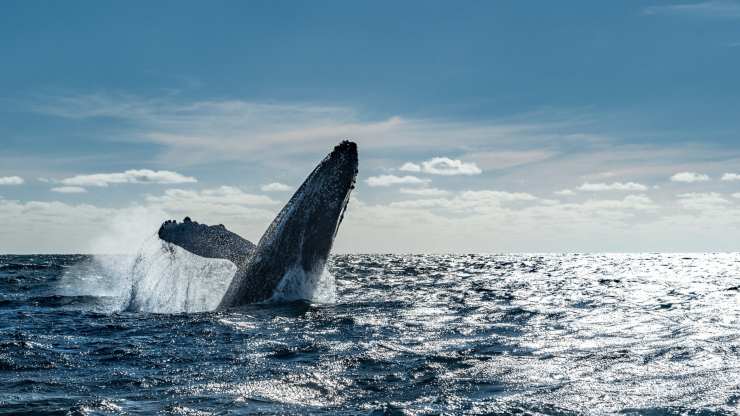 balena mare