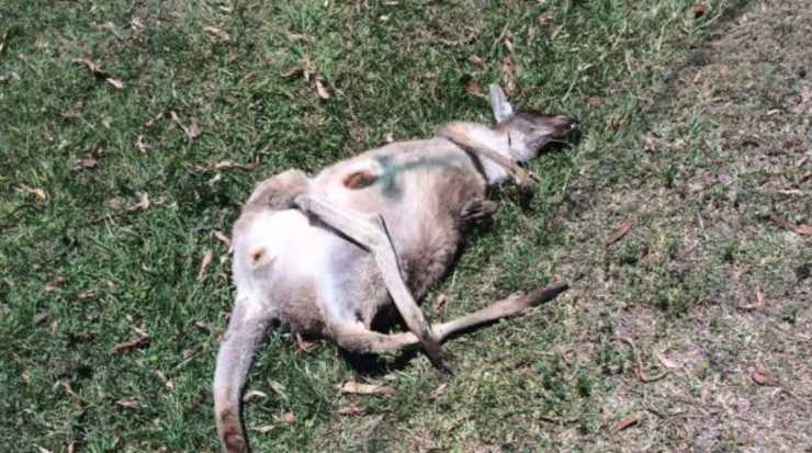canguri morti australia