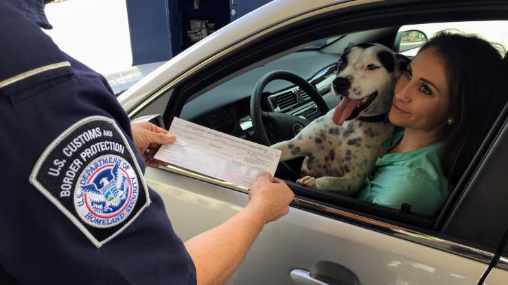 carta d'identità cane