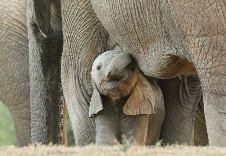 elefante cucciolo