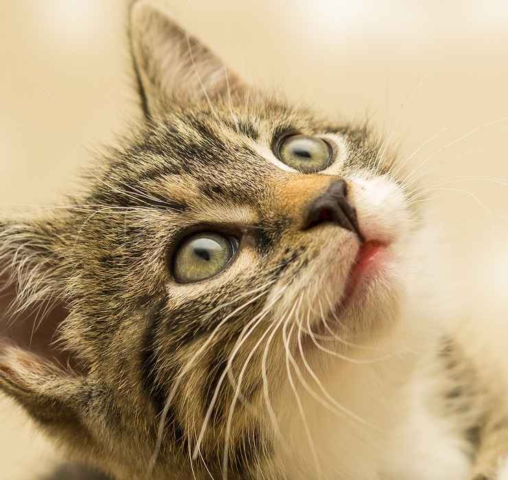 Gatto domestico: come rendere piacevole la visita dal veterinario