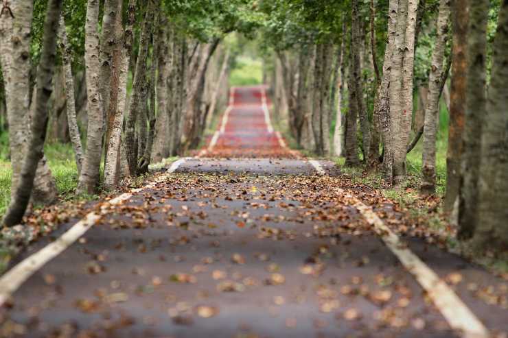 pista ciclabile alberi