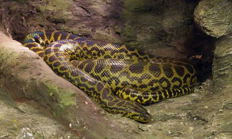 Serpente