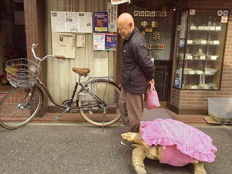 tartaruga passeggio tokyo