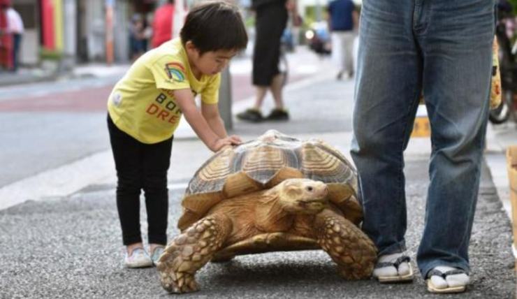 tartaruga passeggio tokyo