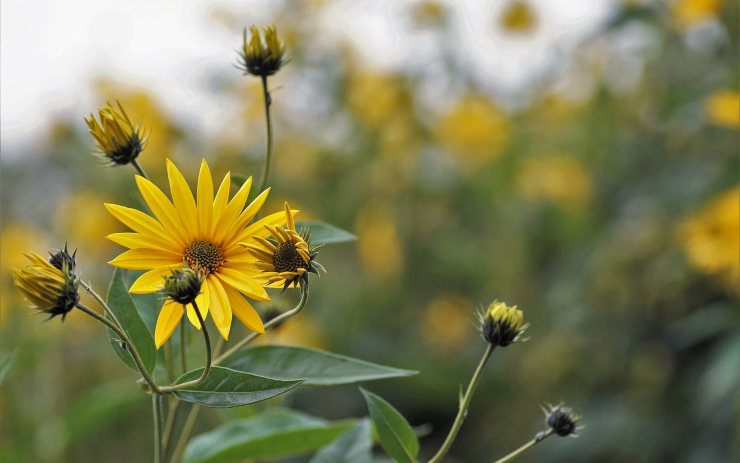 Topinambur fiore